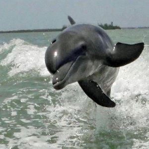 Meet your Posher, Annie